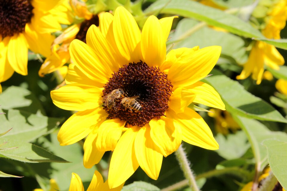 Flower yellow summer