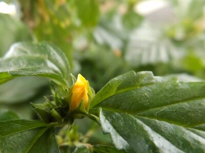 Birth of flower
