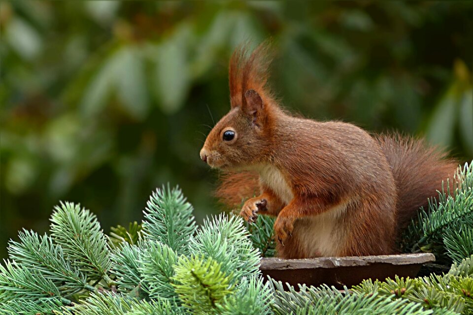 Sciurus vulgaris major mammal garden futtersuche