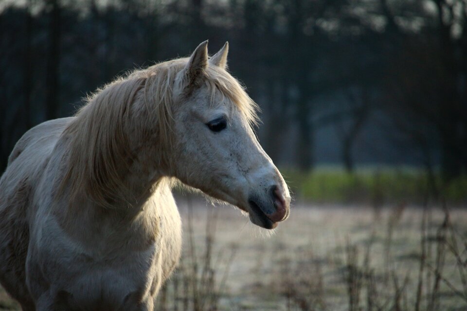 Stallion pasture snow