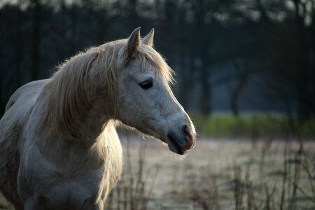 Stallion pasture snow