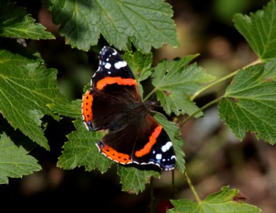 Vanessa atalanta Oulu 20180812 03