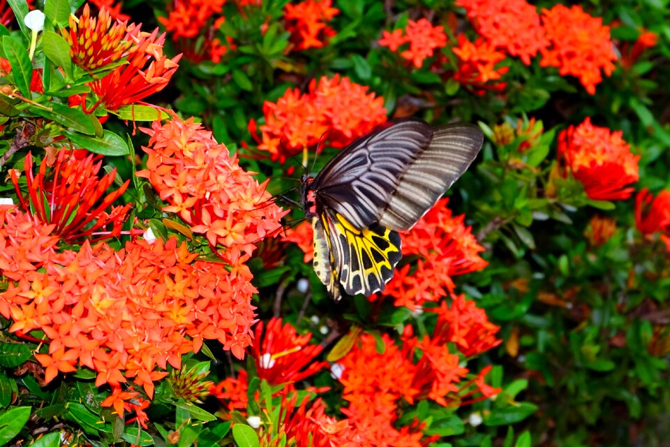 Nature garden color