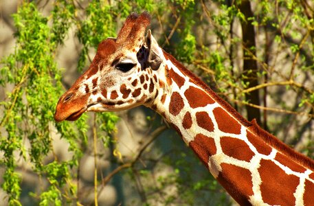 Long jibe animals africa