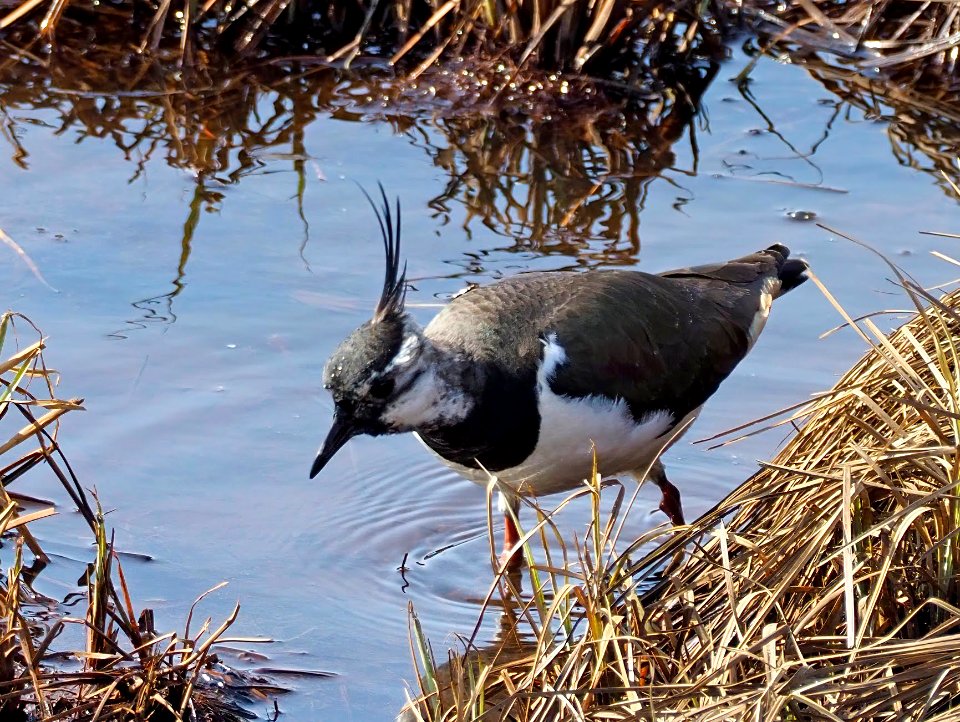 Vanellus vanellus Liminka Finland 2020-04-27