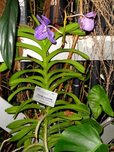 Vanda coerulea - United States Botanic Garden - DSC09596