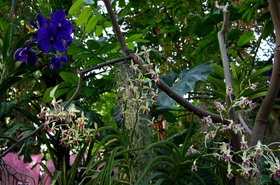 Vanda lamellata and other orchids