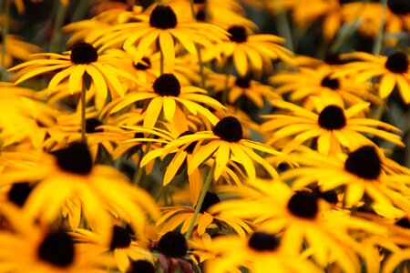 Autumn decoration autumn chrysanthemums shrub photo