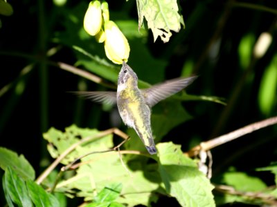 Vancouver.Stanley.Park.Kolibri.P1044224 photo