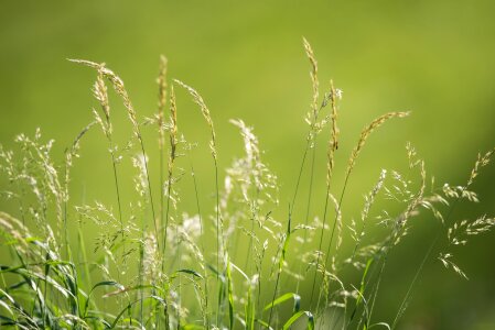 Nature seeds summer