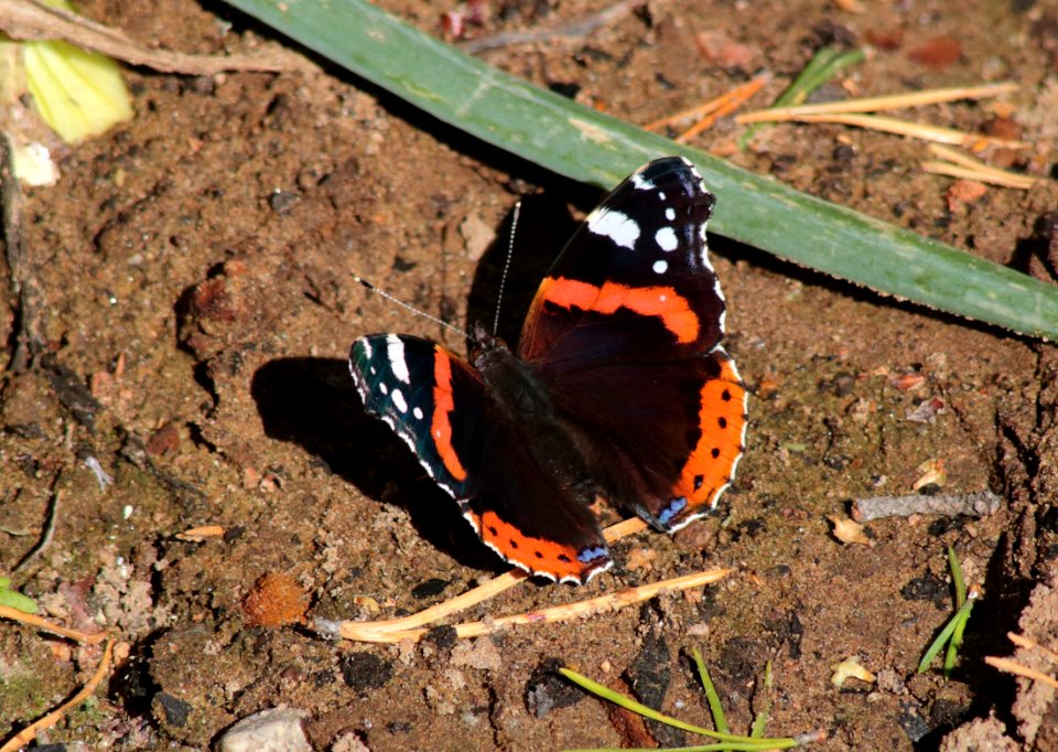 Vanessa atalanta Oulu 20180812 02