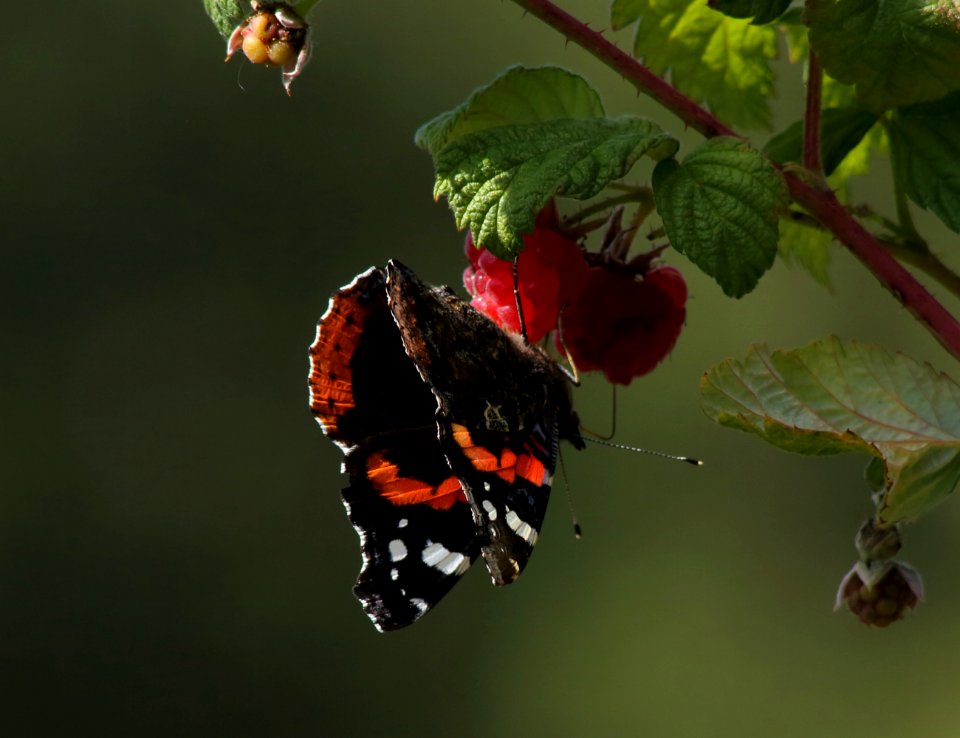 Vanessa atalanta Oulu 20180812 01