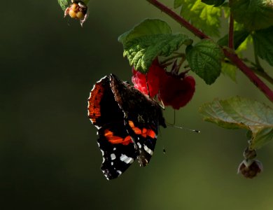 Vanessa atalanta Oulu 20180812 01