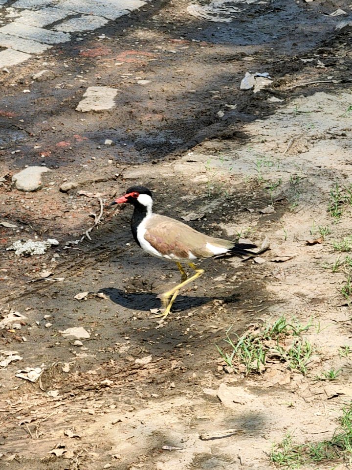 Vanellus indicus - The red wattled Lapwing or Asian Lapwing