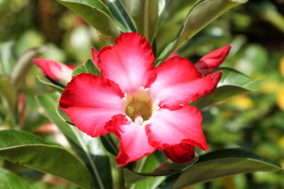 Flower nature green