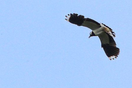 Vanellus vanellus - Kibitz