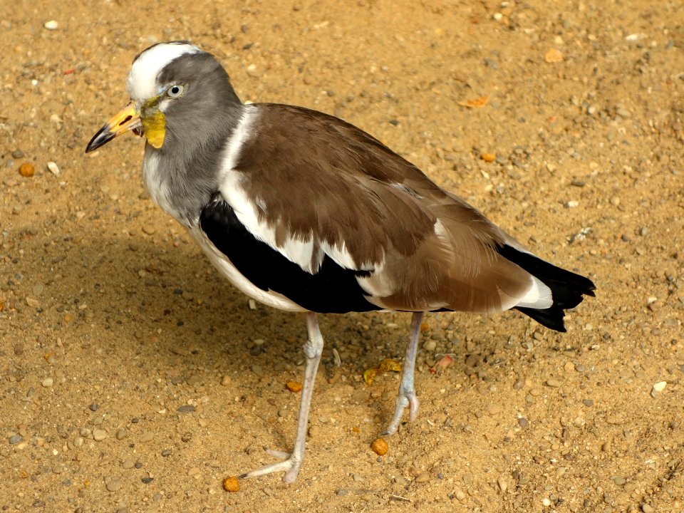 Vanellus albiceps - National Aviary - DSC05821