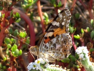 Vanessa cardui (Painted Lady), Skala Kalloni, Lesbos, Greece