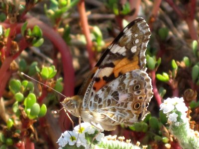 Vanessa cardui (Painted Lady), Skala Kalloni, Lesbos, Greece photo