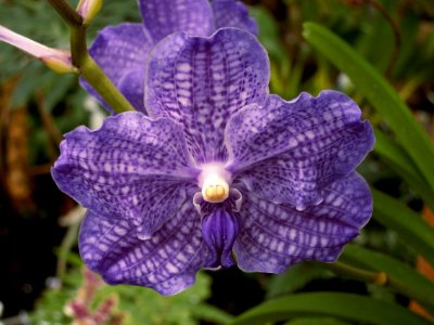Vanda Manuvadee “Sky”, 2015-03-13, Phipps Conservatory, 02