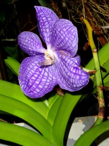 Vanda coerulea - United States Botanic Garden - DSC09600