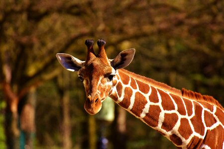 Long jibe animals africa