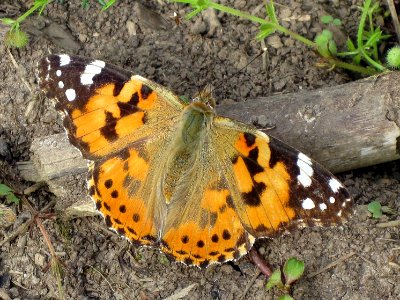 Vanessa cardui (Painted Lady), Arnhem, the Netherlands photo