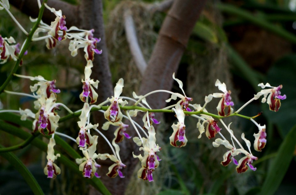Vanda lamellata var. Bozallii