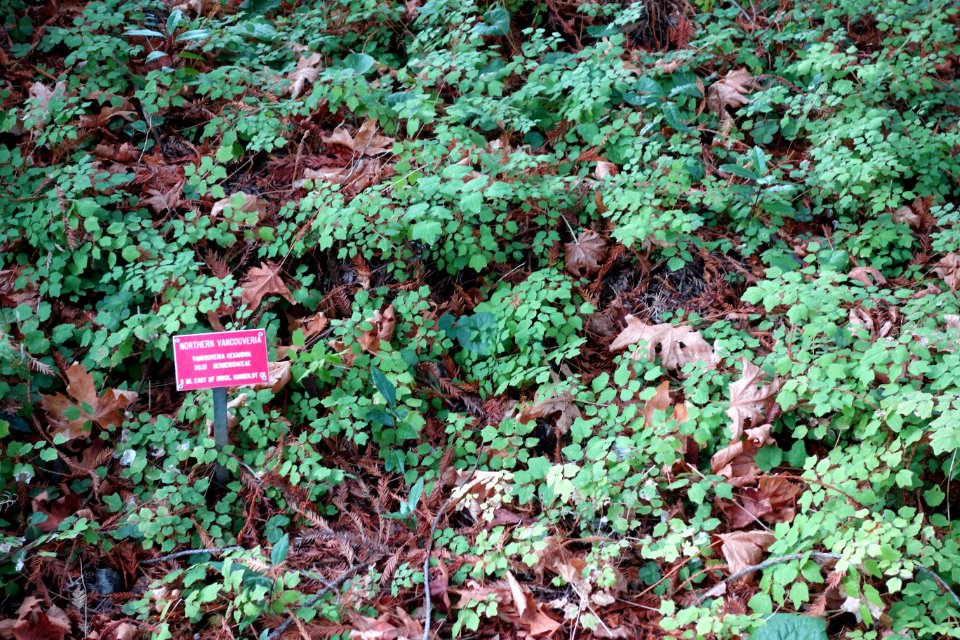 Vancouveria hexandra - Regional Parks Botanic Garden, Berkeley, CA - DSC04411