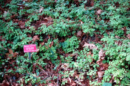 Vancouveria hexandra - Regional Parks Botanic Garden, Berkeley, CA - DSC04411