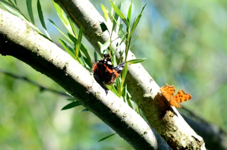 Vanessa Polygonia photo