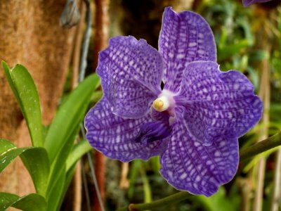 Vanda Manuvadee “Sky”, 2015-03-13, Phipps Conservatory, 01