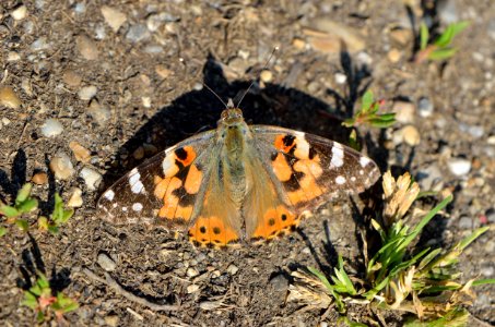 Vanessa cardui 1