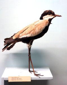 Vanellus spinosus - Royal Museum for Central Africa - DSC06806