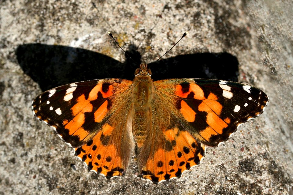 Vanessa cardui - Distelfalter hh