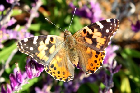 Vanessa cardui Kaldari 01