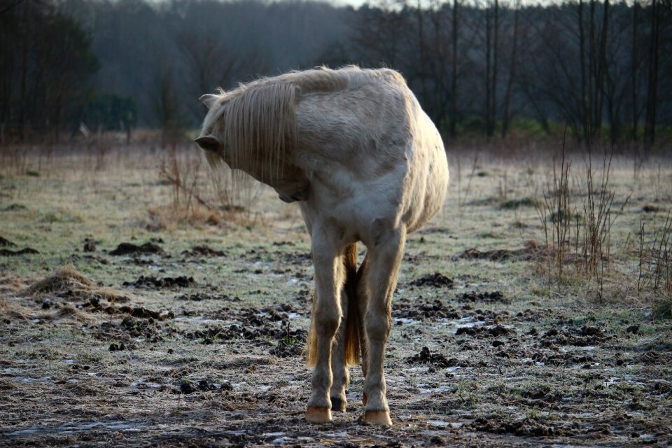 Winter mane stallion