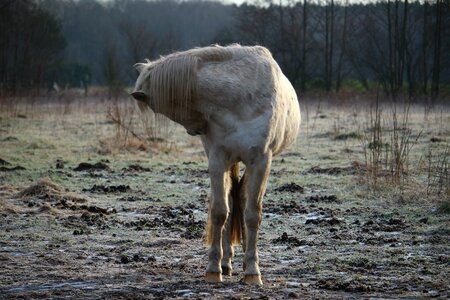 Winter mane stallion
