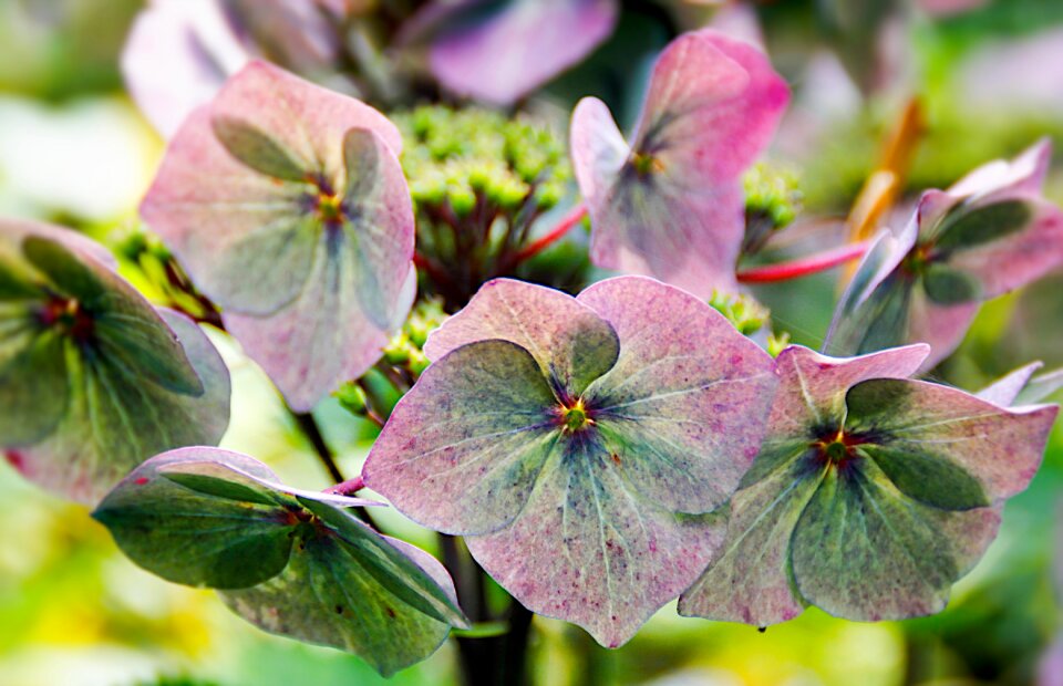 Blossom bloom hydrangea flower