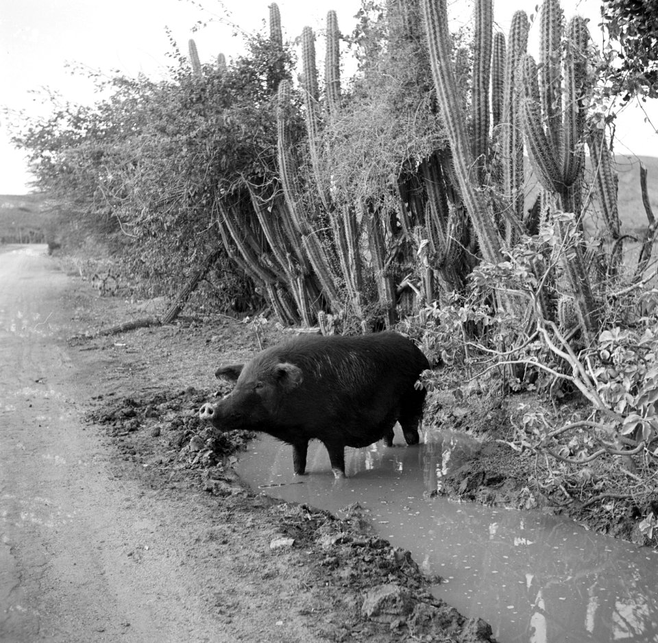 Varken bij een poeltje op Curaçao, Bestanddeelnr 252-7361