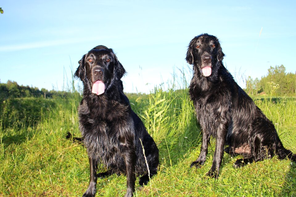 Black animal flatcoated ¤ retriever