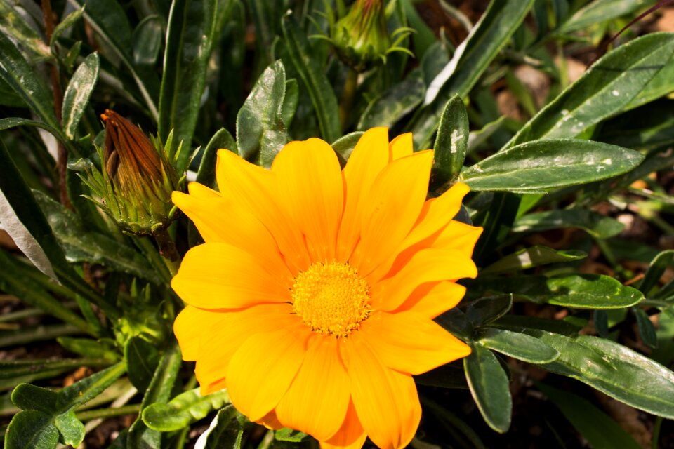 Gazania hybrid gold noon