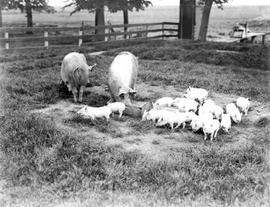 Varken met biggetjes, Bestanddeelnr 252-0541 photo