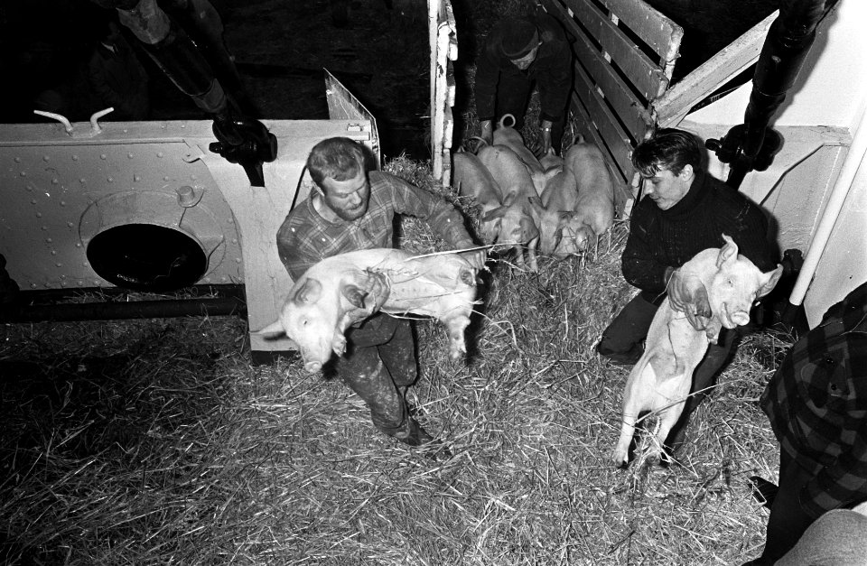 Varkens, schapen en pinken voor Peru, de varkens gaan aan boord Ms. Cimbria van , Bestanddeelnr 920-9366