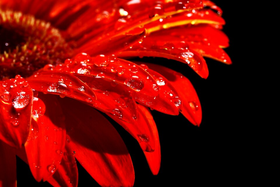 Nature live wet