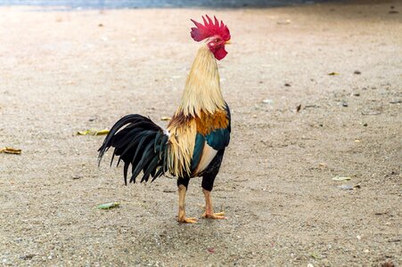 Domestic fowl chicken butt animals photo