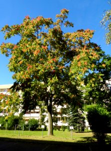 Varkausring, Pirna DSC06589