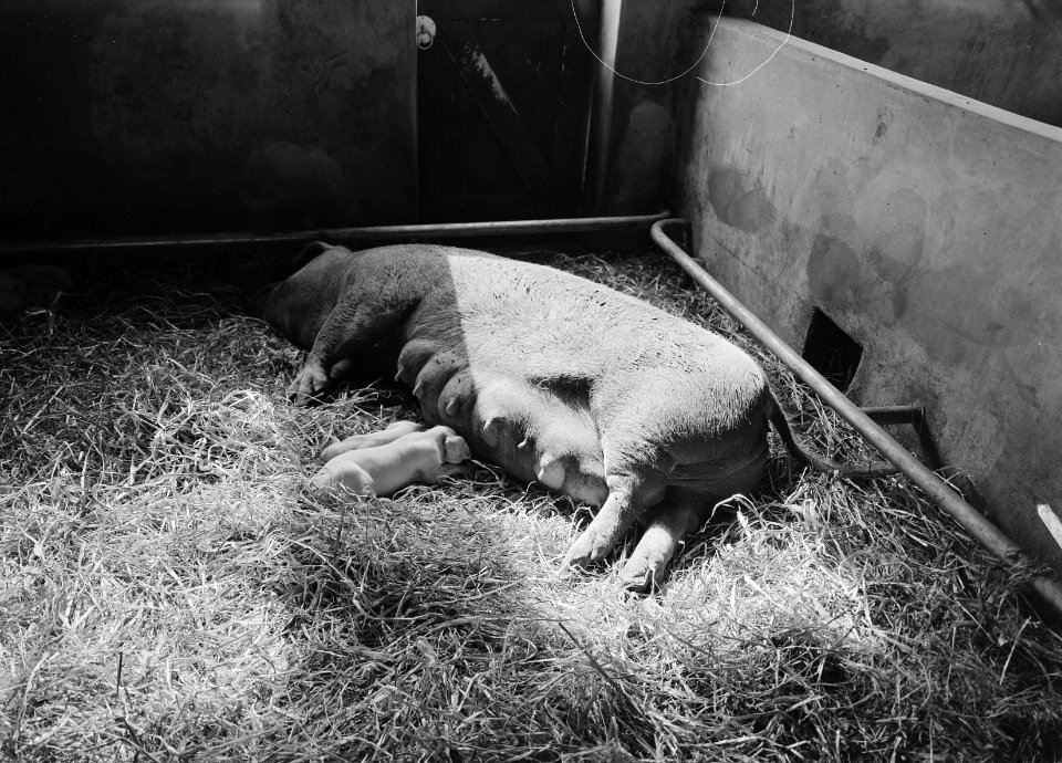 Varkens, biggen, Bestanddeelnr 165-0146