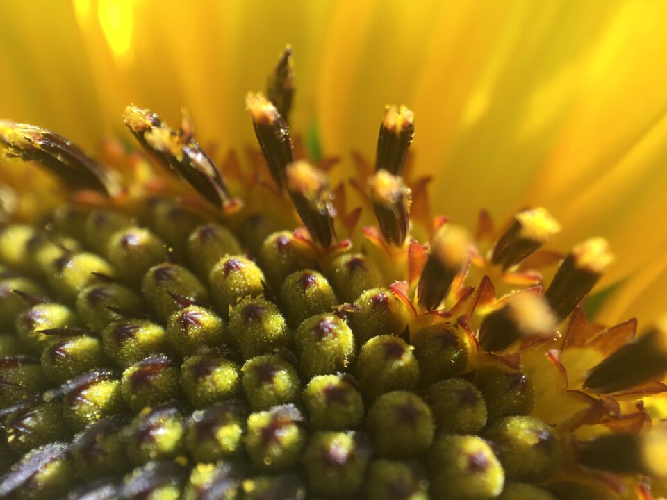 Flowers yellow flower petal