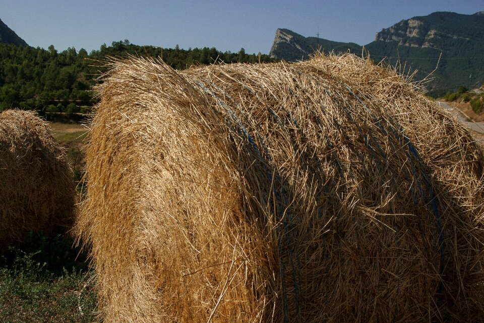 Forage ball breeding